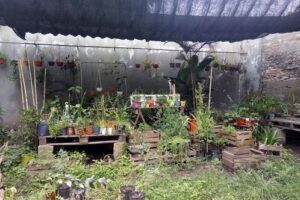 Mi Vivero . Producción agroecológica