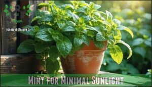 mint for minimal sunlight