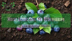moist acidic soil for blueberries