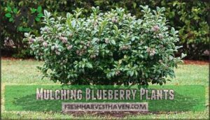 mulching blueberry plants
