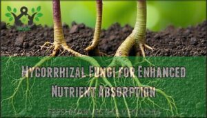 mycorrhizal fungi for enhanced nutrient absorption
