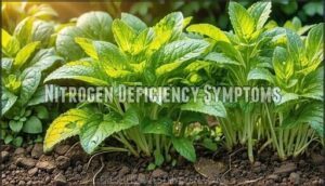 nitrogen deficiency symptoms