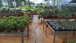 Nursery and Floriculture Goiás