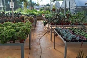 Nursery and Floriculture Goiás