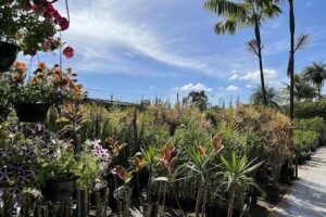 Nursery Pau Brazil