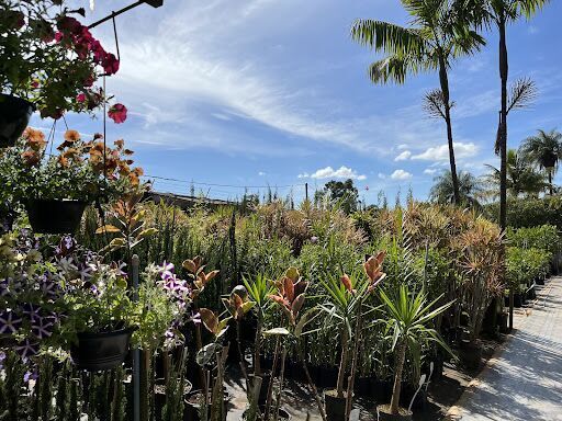 Nursery Pau Brazil