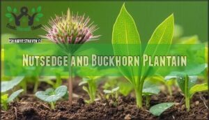nutsedge and buckhorn plantain