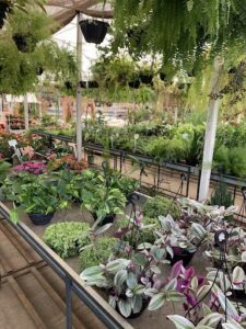 Oeste Garden - Floricultura e Viveiro