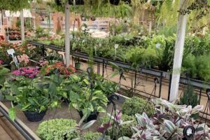 Oeste Garden - Floricultura e Viveiro