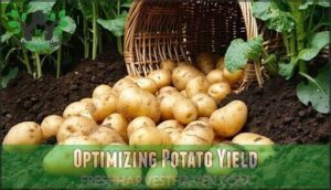 optimizing potato yield