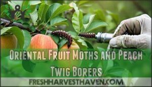 oriental fruit moths and peach twig borers