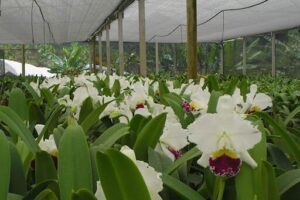 Orquidário Vidaverde