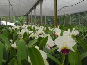 Orquidário Vidaverde