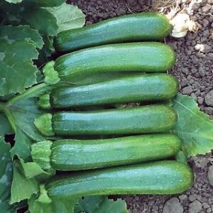 Park Seed Zucchini Squash Seeds B08KKCSSCW
