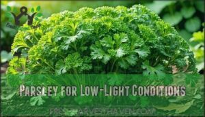 parsley for low-light conditions