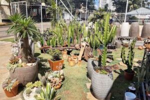 Pé de Flor Garden Viveiro de plantas, suculentas, presentes e decoração