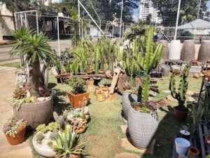 Pé de Flor Garden Viveiro de plantas, suculentas, presentes e decoração