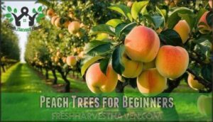 peach trees for beginners