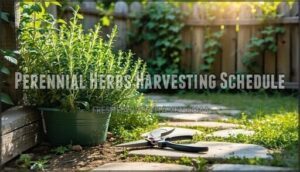 perennial herbs harvesting schedule