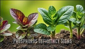 phosphorus deficiency signs