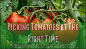 picking tomatoes at the right time