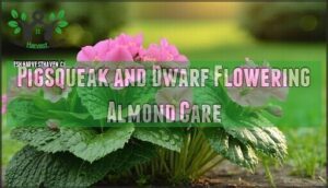 pigsqueak and dwarf flowering almond care