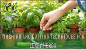 pinching and cutting techniques for leafy herbs