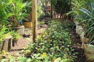 Plant Nursery and Landscaping Northwest