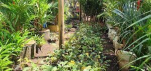 Plant Nursery and Landscaping Northwest