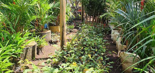 Plant Nursery and Landscaping Northwest