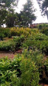 Plant Roots - Environmental Nursery