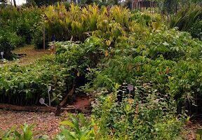 Plant Roots - Environmental Nursery