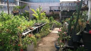Plantar Bem Maceió