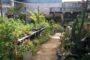 Plantar Bem Maceió