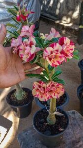 Plantel Adenium - Rosa do Deserto
