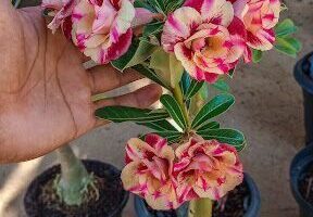 Plantel Adenium - Rosa do Deserto