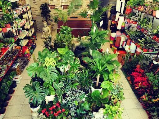 Planteria del Bosque