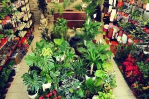 Planteria del Bosque