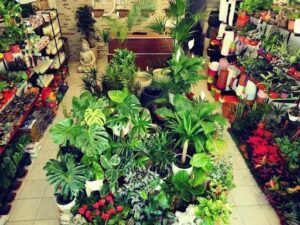 Planteria del Bosque