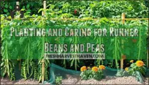planting and caring for runner beans and peas