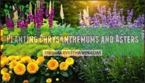 planting chrysanthemums and asters