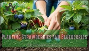 planting strawberries and blueberries