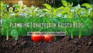 planting tomatoes in raised beds