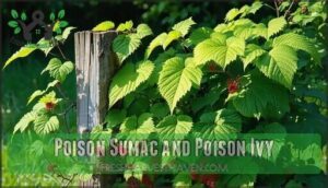 poison sumac and poison ivy