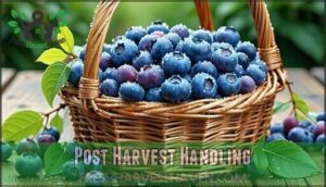 post harvest handling