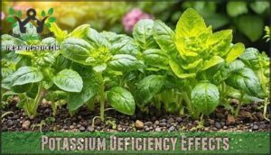 potassium deficiency effects