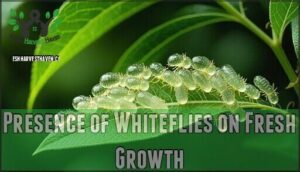 presence of whiteflies on fresh growth