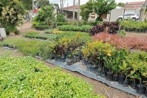 Primavera Plantas