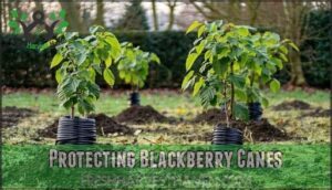 protecting blackberry canes