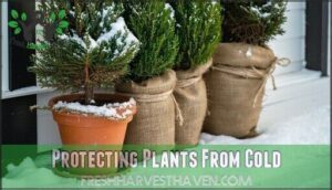 protecting plants from cold